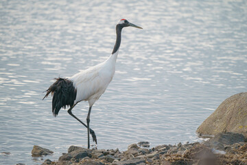 風連湖の丹頂鶴