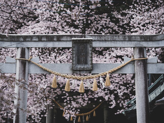 神社の境内に咲く桜　3月　埼玉県行田市前玉神社
