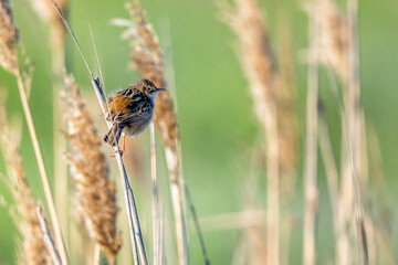 Zitting Cisticola, Streaked Fantail Warbler, Cisticola juncidis