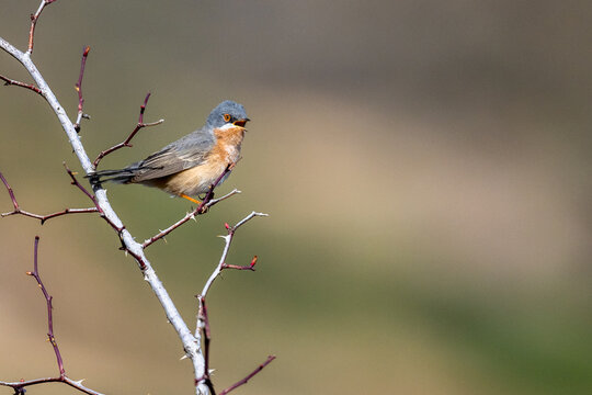 Western Subalpine Warbler, Curruca Iberiae