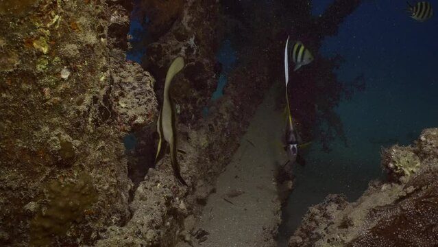 Baby of Orbicular Batfish (Platax orbicularis) with Red Sea Bannerfish (Heniochus intermedius) hiding swimming around the pier support in evening