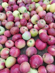 Red apples in large quantities. 
