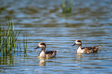 Marbled duck, Marbled teal, Marmaronetta angustirostris