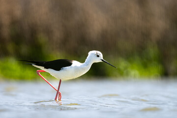 Black-winged stilt, Himantopus himantopus.