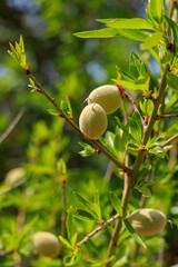 closeup on almond tree and almond fruit