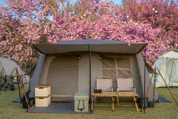 tent in camping at night time with sakura flower flower tree