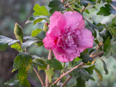 Closeup view of beautiful pink and red double flower of hibiscus syriacus aka shrub althea or rose mallow blooming outdoors on natural background
