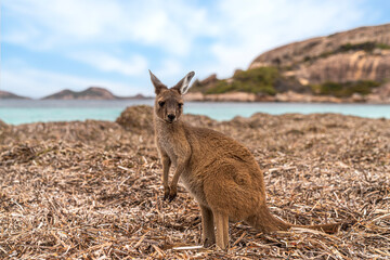 Hopping kangaroo on kangaroo island Australia