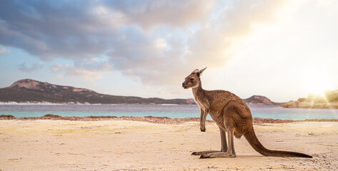 Hopping kangaroo on kangaroo island Australia