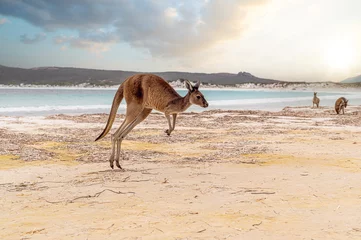 Wall murals Cape Le Grand National Park, Western Australia Hopping kangaroo on kangaroo island Australia