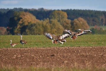 Großtrappen (Otis tarda) im Flug und auf einer Wiese