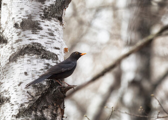 A male blackbird in spring close up