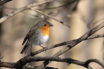 Robin bird sits on a tree branch