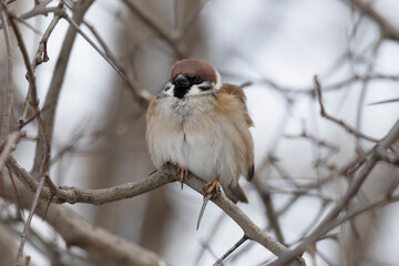 A sparrows sits on a tree branch on winter day