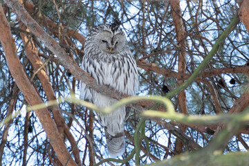 Adult Tawny owl sitting on a pine branch close up