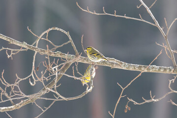 Siskin sits on an alder branch