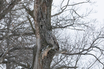 Great gray owl sitting on a tree branch