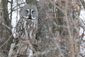 Great gray owl sitting on a tree branch