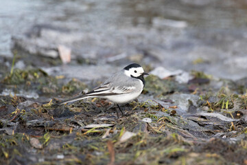 A white wagtail stands near a puddle