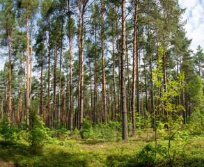 Pine forest
