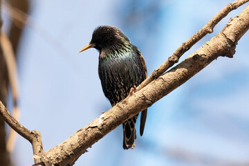 Starling sits on a branch on a sunny day