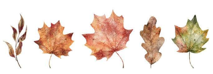 Watercolor fall leaves. Hand drawn maple and oak leaves illustration