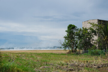 Burning of stubble in paddy fields after harvesting at alor setar, Malaysia