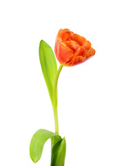 A single blooming tulip
