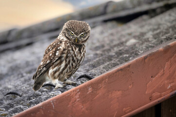 Little owl ( Athene noctua ) close up