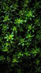 Fototapeta premium Thyme, adorned with glistening droplets of water. Generative AI
