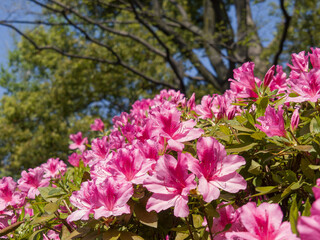 ツツジの花