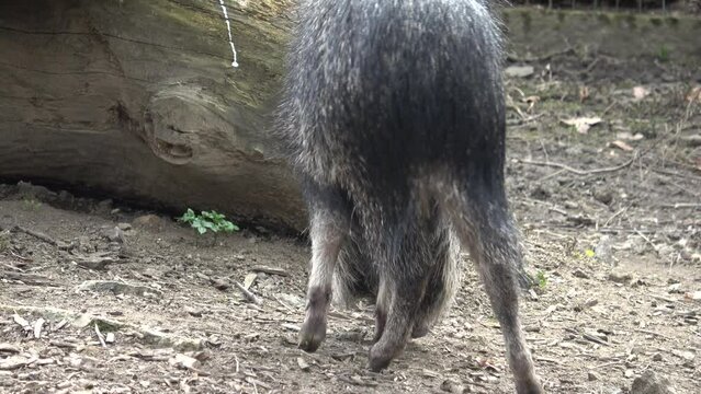 Chacoan peccary Catagonus wagneri, also known as the tagua.