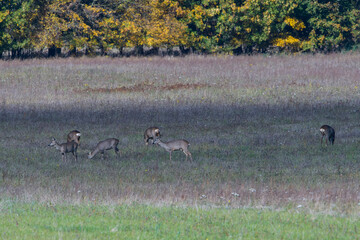 Rehe im Herbst in Brandenburg	