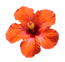 Chinese Hibiscus Rosa Sinensis Flower isolated on transparent png background. Malvaceae flower family.	