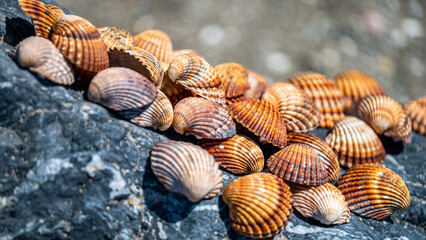 Many different shells stacked together on Costa Del Sol beach, Spain.  Beautiful shells background.