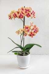 Orange motley Charmer Phalaenopsis orchid in a white pot on a light background. Beautiful variety...