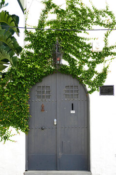 Medieval Elegance: Wooden Doors with Ingrown Foliage on a White Wall