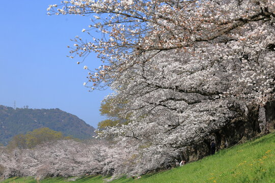 背割り堤の桜並木