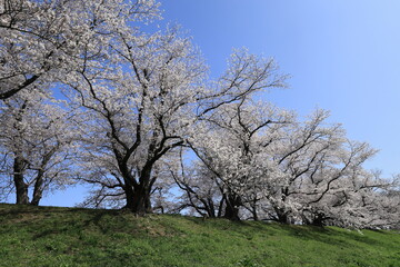 背割り堤の桜並木