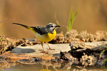 lavandera cascadeña (Motacilla cinerea) reflejada en el agua del estanque