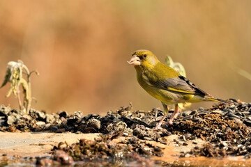  verderón europeo o verderón común​ (Chloris chloris)​