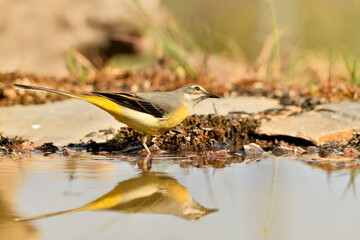 lavandera cascadeña (Motacilla cinerea) reflejada en el agua del estanque