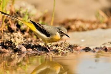lavandera cascadeña (Motacilla cinerea) reflejada en el agua del estanque