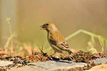  verderón europeo o verderón común​ (Chloris chloris)​