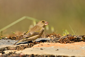  verderón europeo o verderón común​ (Chloris chloris)​