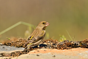  verderón europeo o verderón común​ (Chloris chloris)​