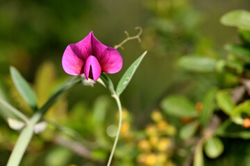 Obraz premium almorta tangerina ( lathirus tingutanus) chicharro de flor