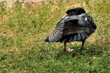pato criollo  (Cairina moschata) sobre el césped verde