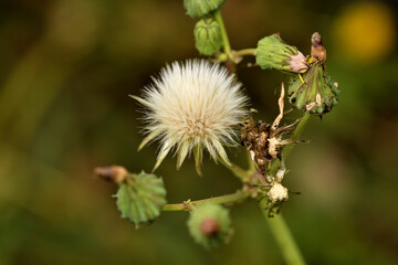 cerraja o cerrajon (sonchus asper)