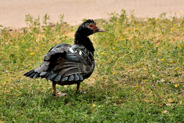 pato criollo  (Cairina moschata) sobre el césped verde